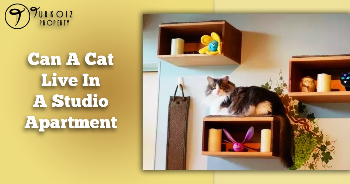 Can A Cat Live In A Studio Apartment