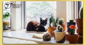 Can a Cat Live in a Studio Apartment? 